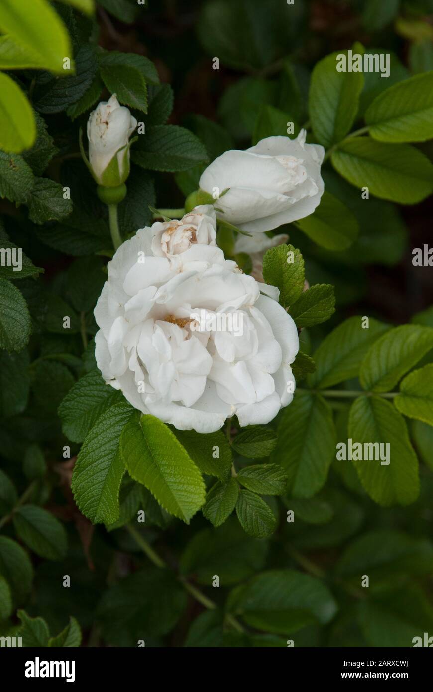 Rose rugosa `Blanc Double De Coubert Rugose 2 Sombreuil Stock Photo